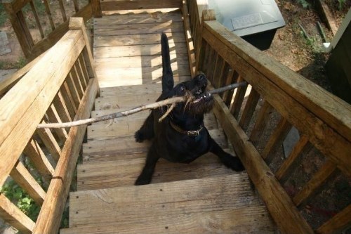 pets stuck furnitures