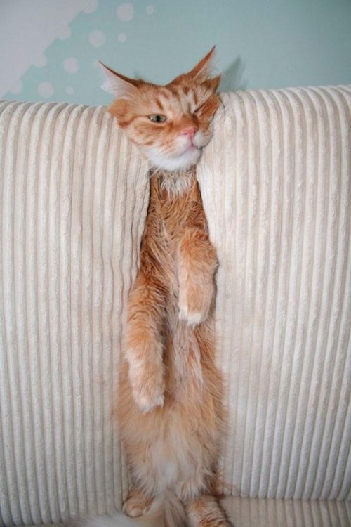 pets stuck furnitures