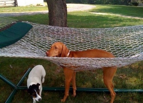 pets stuck furnitures