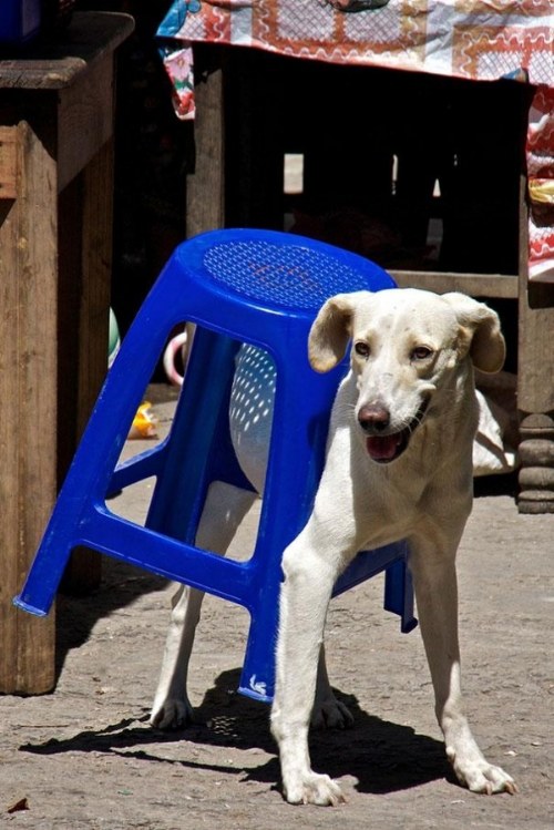 pets stuck furnitures