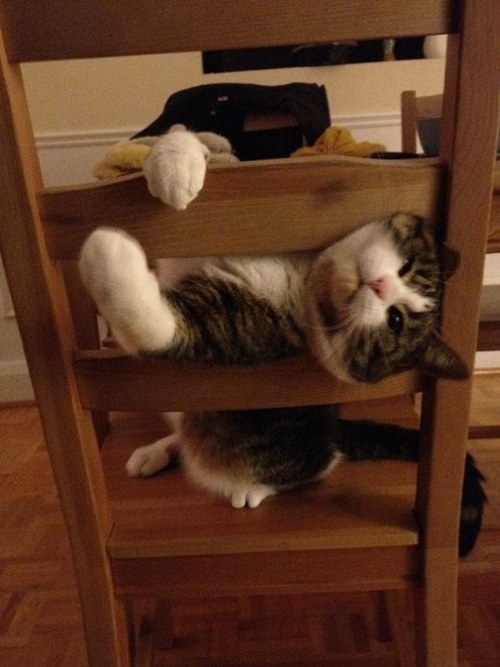 pets stuck furnitures