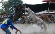 Prohibited horse fights in the Philippines