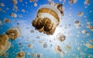 Bathing in the ancient salt lake surrounded by 10 million jellyfish