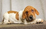 Funny and unusual dogs, the resultant of mixing different breeds