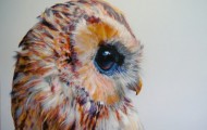 Realistic colored owls from artist John Pusateri