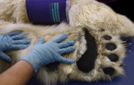White Bear “Boris” goes to the doctor