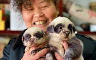 Adorable puppy from China, which look like a little panda