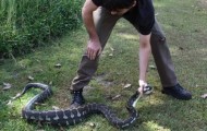 Huge python dined small dog sitting in his box