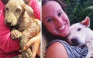 A touching story of rescue stray dog ​​named Ruby