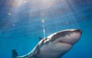 Free diving with great white sharks