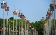 Competition songbirds in Thailand