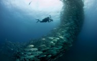 Tornado of thousand fishes
