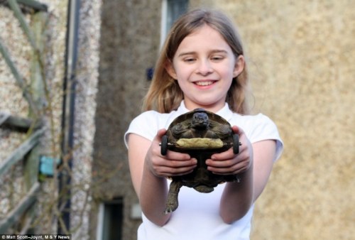 turtle with wheels