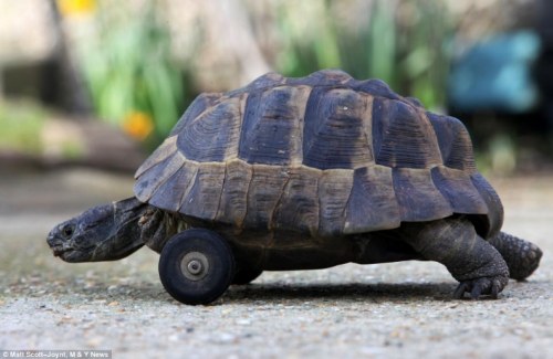 turtle with wheels