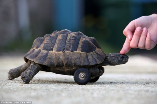 turtle with wheels
