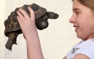 Turtle on wheels