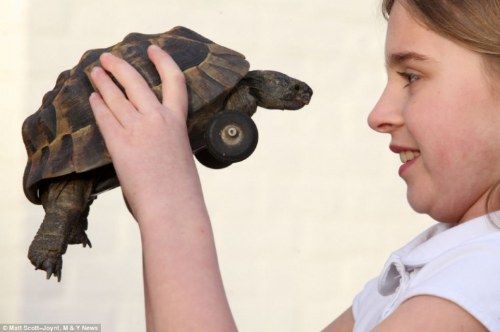turtle with wheels