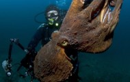 Beauty underwater depths in Photographs by Russian Vyacheslav Plotnikov