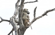 Rescue baby baboon from the clutches of a lioness that killed its mother