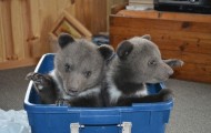 The couple adopted two unusual cubs