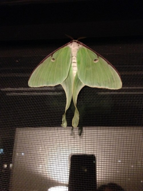 caterpillar transformation butterfly