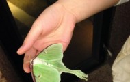 Transformation of a caterpillar into a thick beautiful butterfly