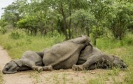 Have you ever seen drunken elephants?