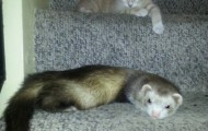 Very sweet and affectionate friendship of two ferrets and ginger kitten