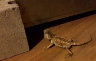 Lizard “bearded dragon” of cardboard with his hands
