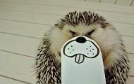 Marutaro – the most popular Internet hedgehog
