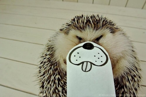 marutaro famous hedgehog