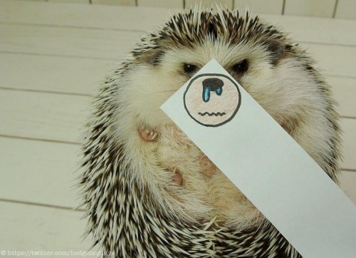 marutaro famous hedgehog
