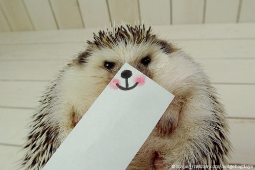 marutaro famous hedgehog