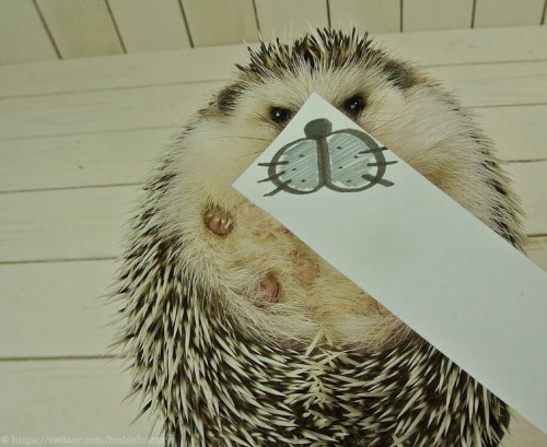 marutaro famous hedgehog