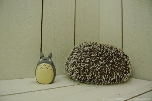 marutaro famous hedgehog