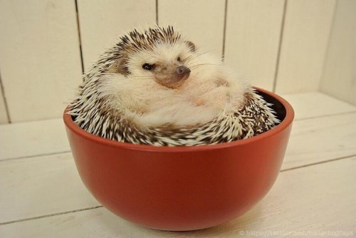 marutaro famous hedgehog