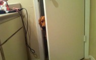 Animals that can not leave their masters alone, even in the toilet ..