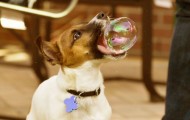Funny and amazing photos taken at the right moment of animals