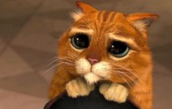 Most charming “sad” cats on Internet