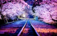 Fantastically beautiful cherry blossoms in Japan