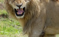 “Scar” from the Disney movie  “The Lion King” in real life