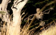 Infernal scarecrow capable of frighten anyone