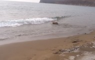 Rescue of a lost sea lion in the forest