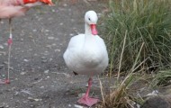 Duck living in the colony of flamingos since more than a month