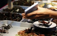 How in Thailand edible insects are bred