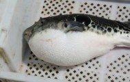 Farms of puffer fish