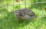 Unexpected surprise for a woman that bought a dozen quail eggs