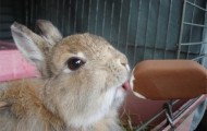 Funny pictures of animals who love ice cream