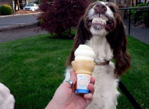 animals eating ice cream funny