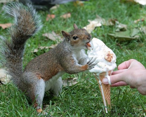 animals eating ice cream funny